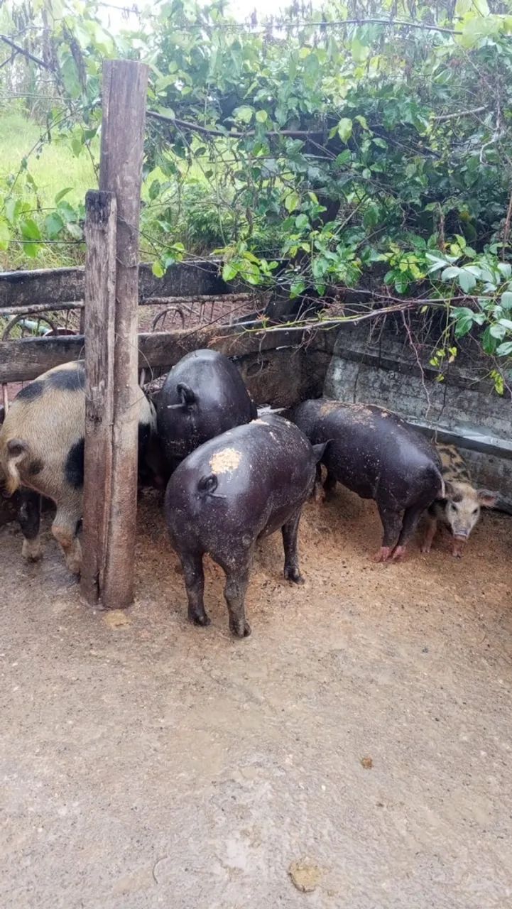 Vende se leitões  - Foto 3