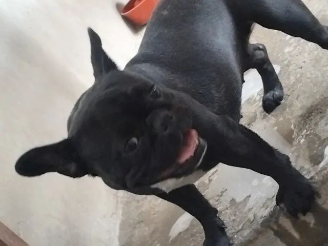 Cachorro - Foto 2