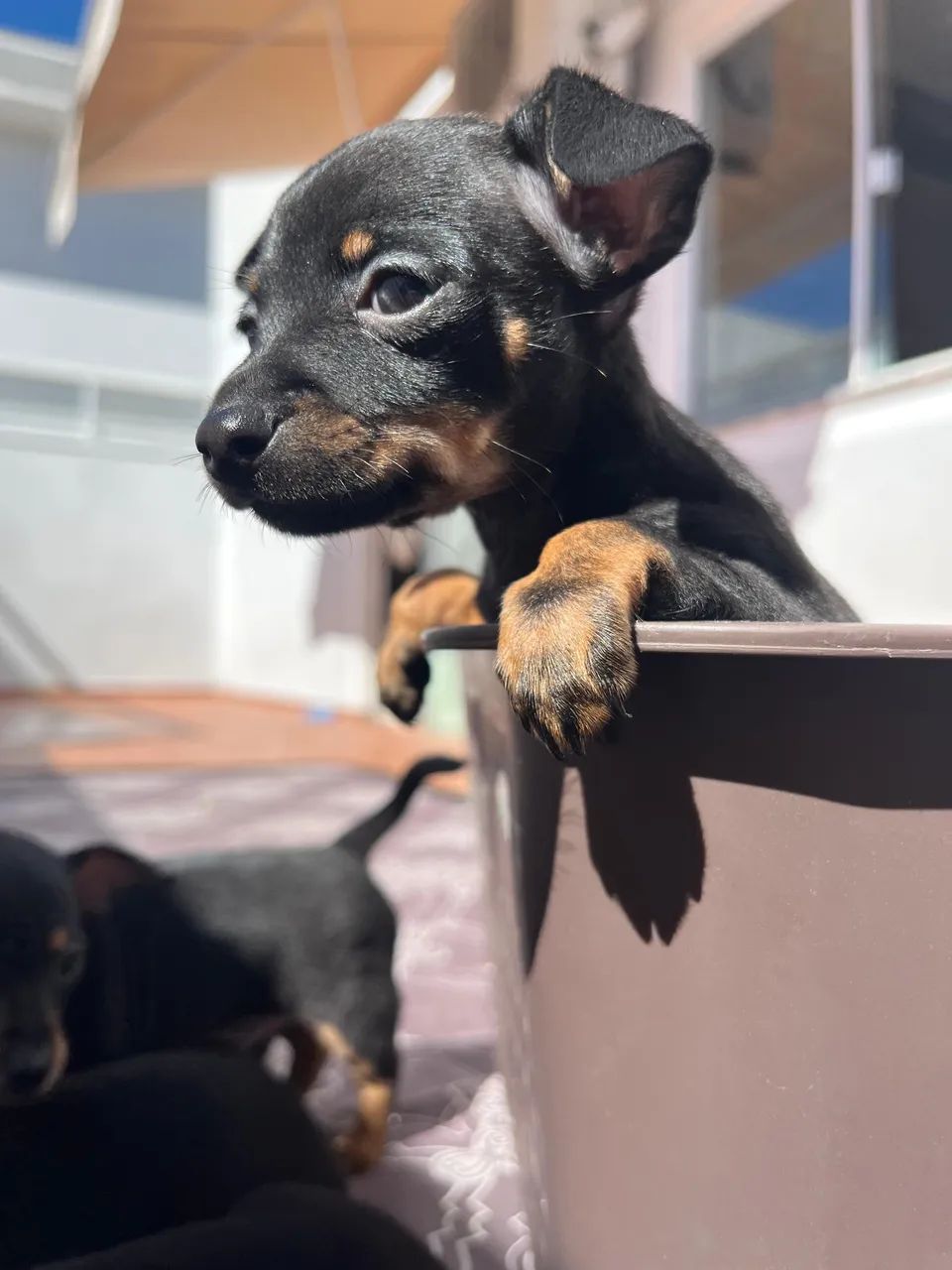 Filhotes de Pinscher á venda  - Foto 5