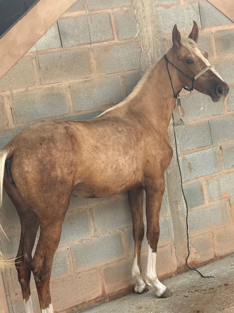 Égua Mangalarga Paulista 