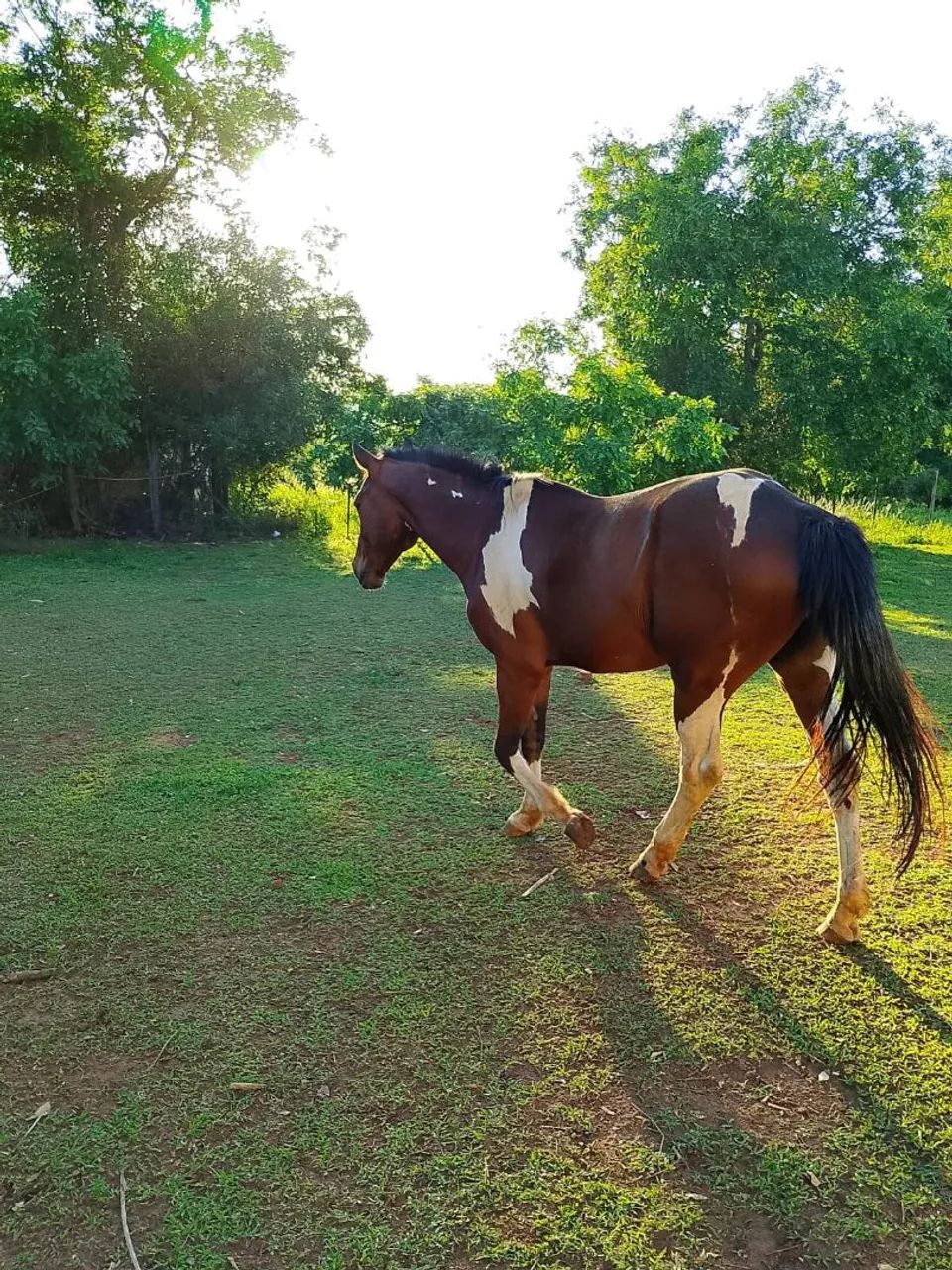 Vendo cavalo pampa  - Foto 2