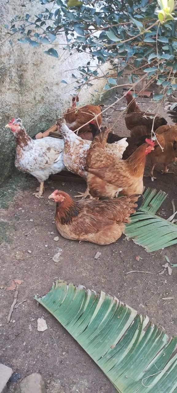 Lindas galinhas 1 ano, e um  frango 7 meses, - Foto 3