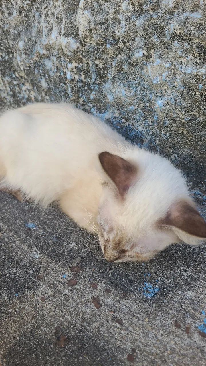 Doa-se gato siamês  - Foto 3