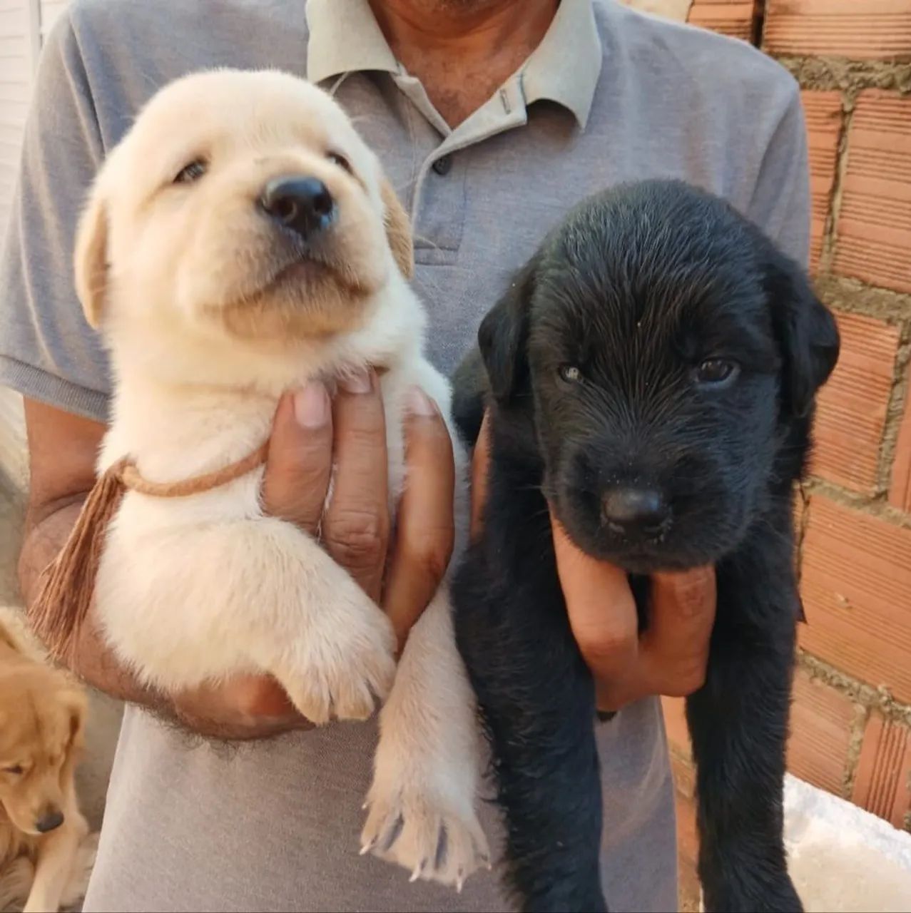 Filhotes de Golden com labrador  - Foto 4