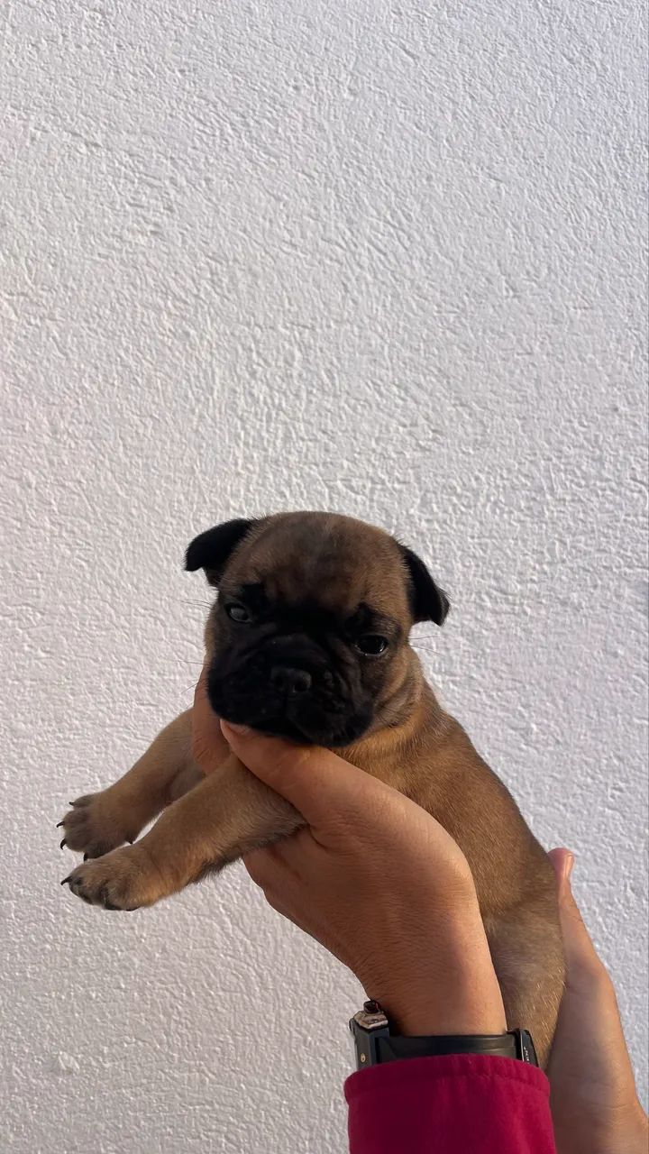 Pet - Foto 3