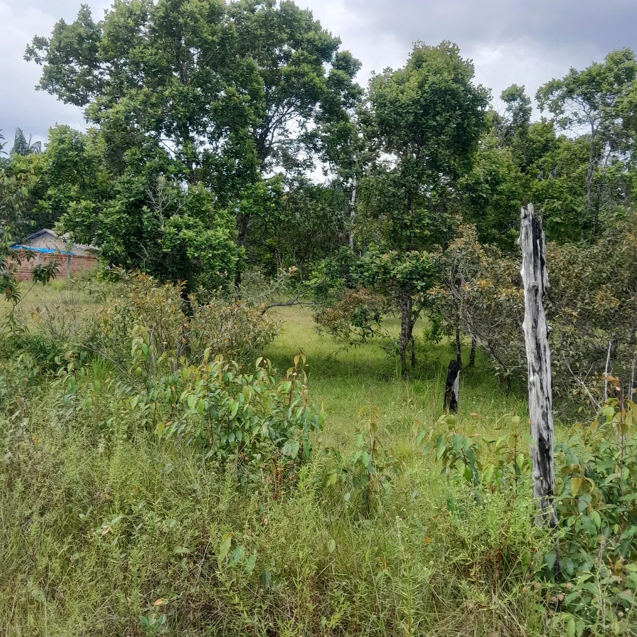 Vendo Terreno em Mosqueiro - Foto 3