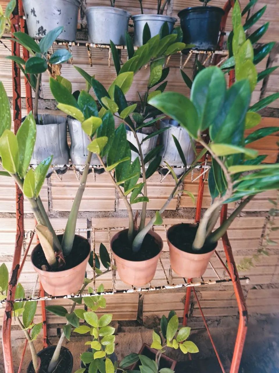 Muda de zamioculcas  - Foto 5