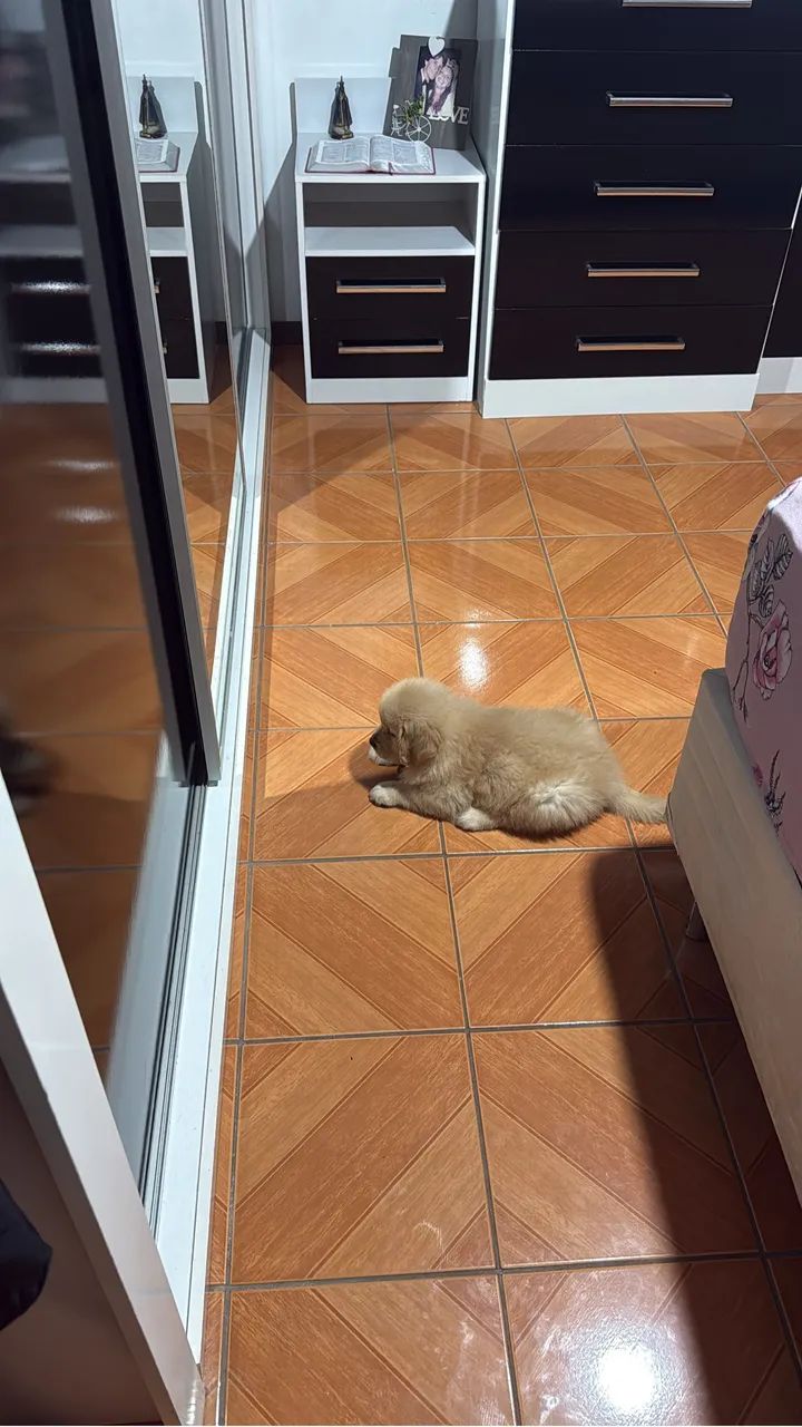 Golden retriever macho  - Foto 2