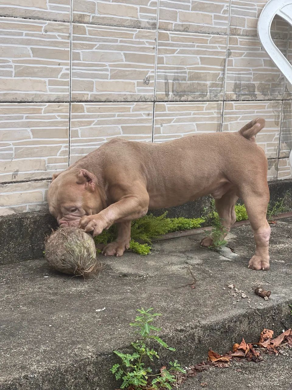 Pitbull American Bully Micro - Foto 2