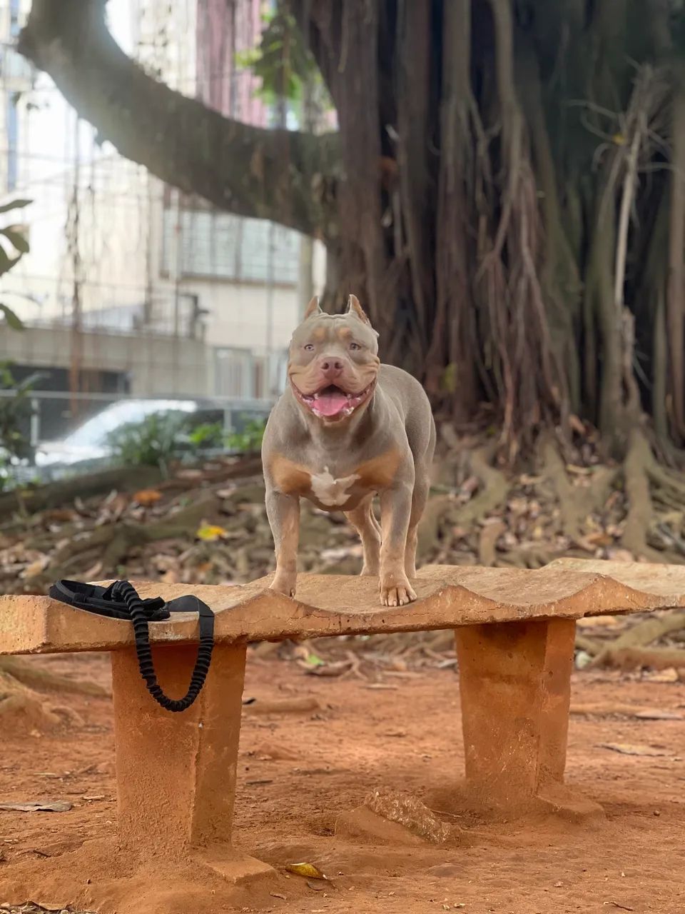 American Bully 