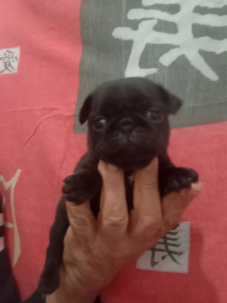 Filhote de Pug Abricot e Preto - Fêmea e Macho - Foto 3