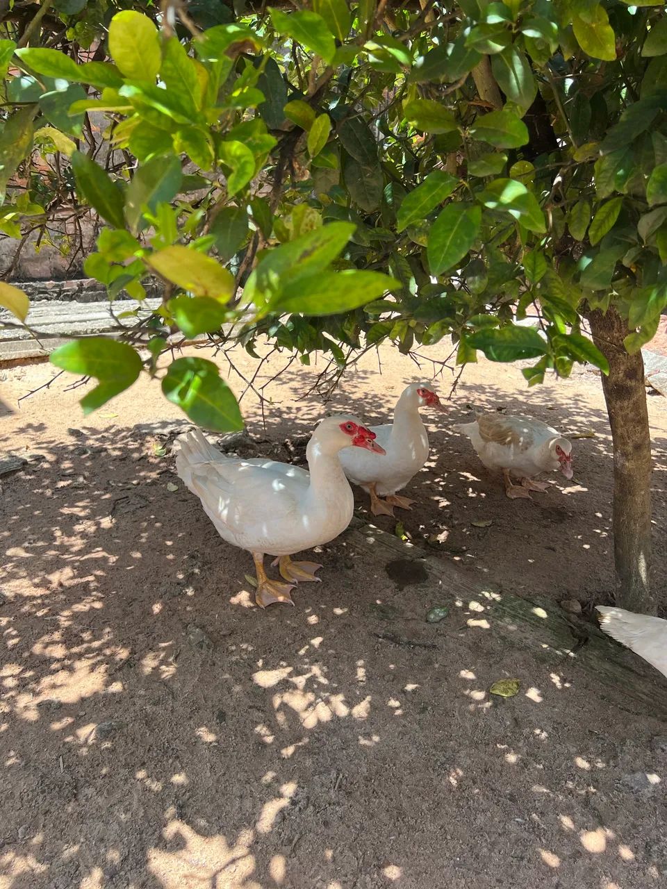 Patos  - Foto 4