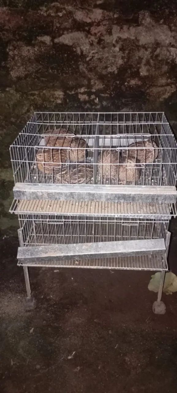 Gaiola de codornas 