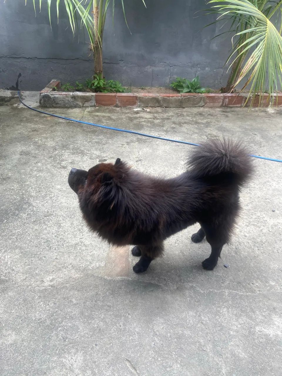 Chow - Chow - Foto 5