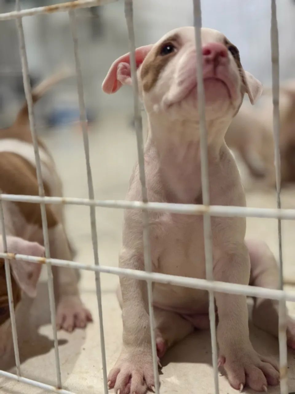 Pit moster com pitbull Merlen  - Foto 3