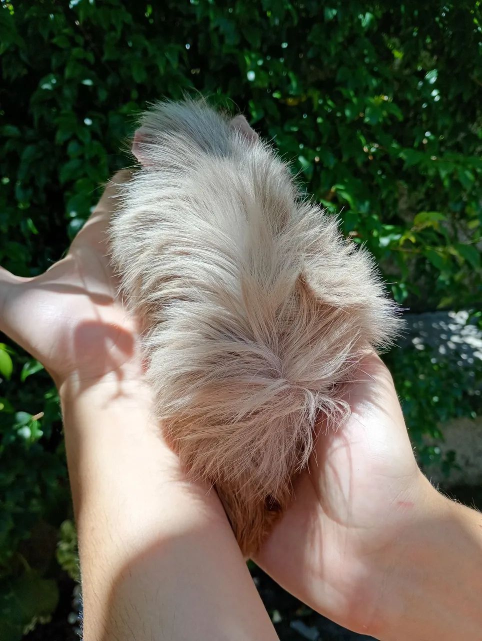 Filhote de porquinho da índia peruano - Foto 2