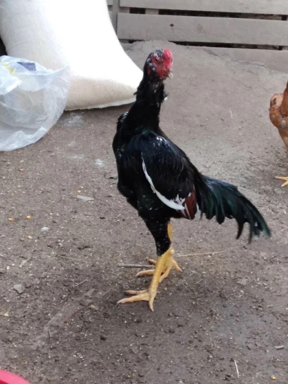 Galo Indio  - Foto 3
