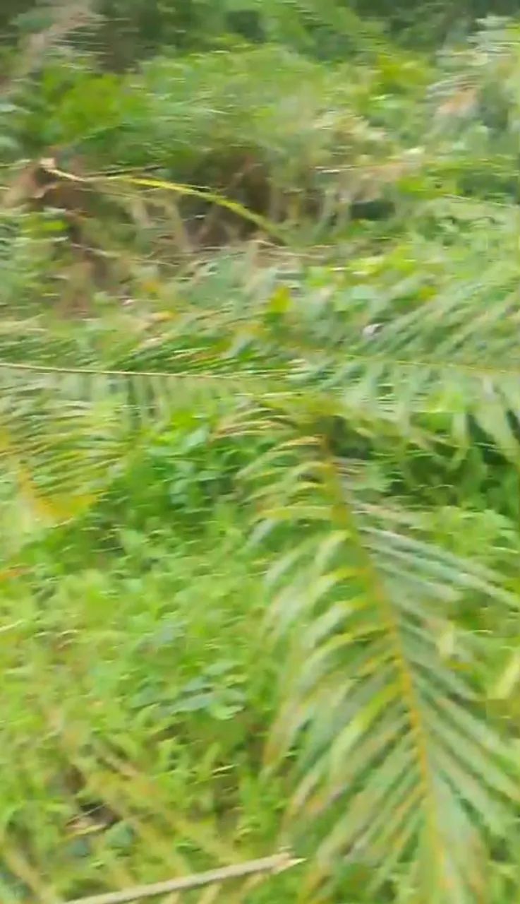 Lote na ilha  - Foto 4