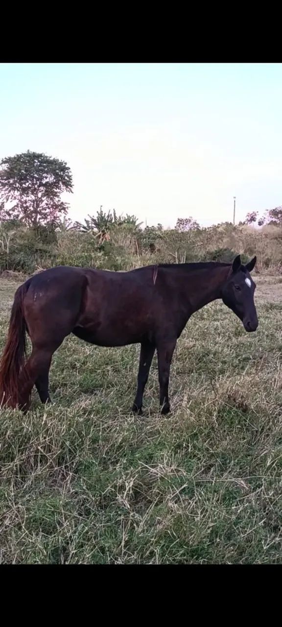 Égua MM