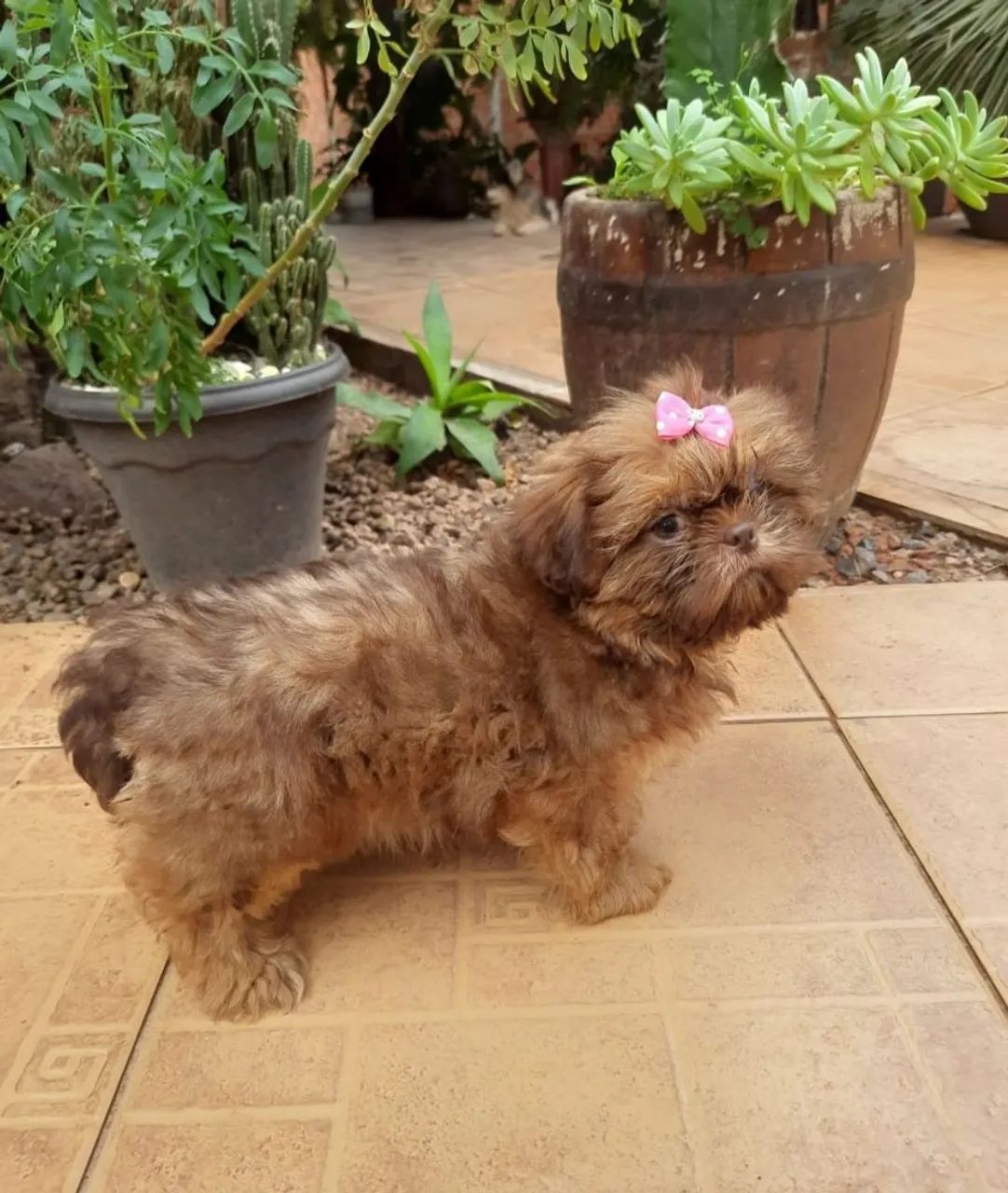Shih tzu - Foto 2