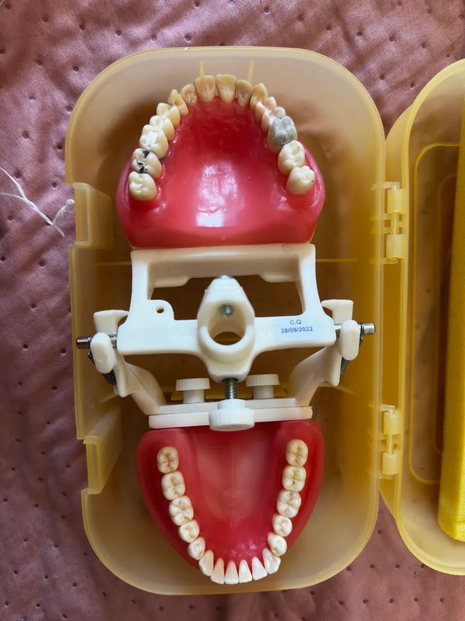 Manequim Dentistica Pronew Pd100  - Foto 4