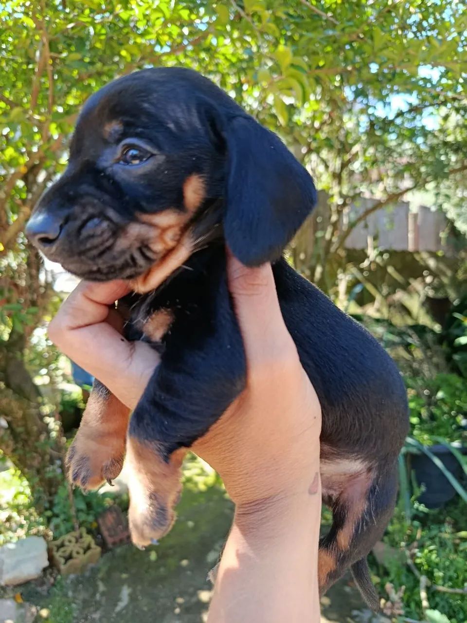 Dachshund  - Foto 2