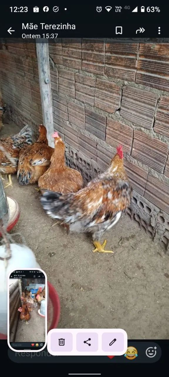 Galinhas caipira e patas