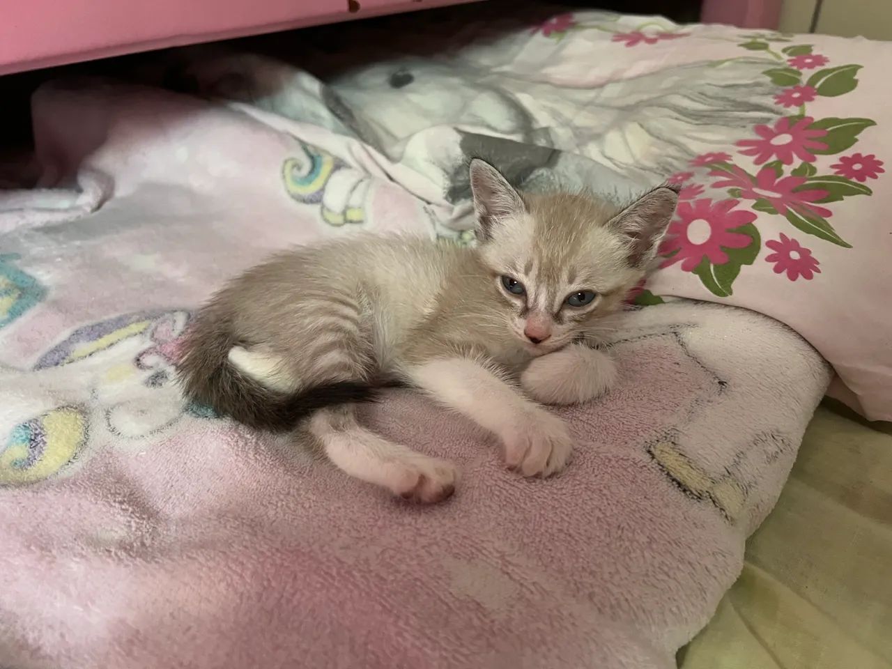 Gatinhas para doação  - Foto 2