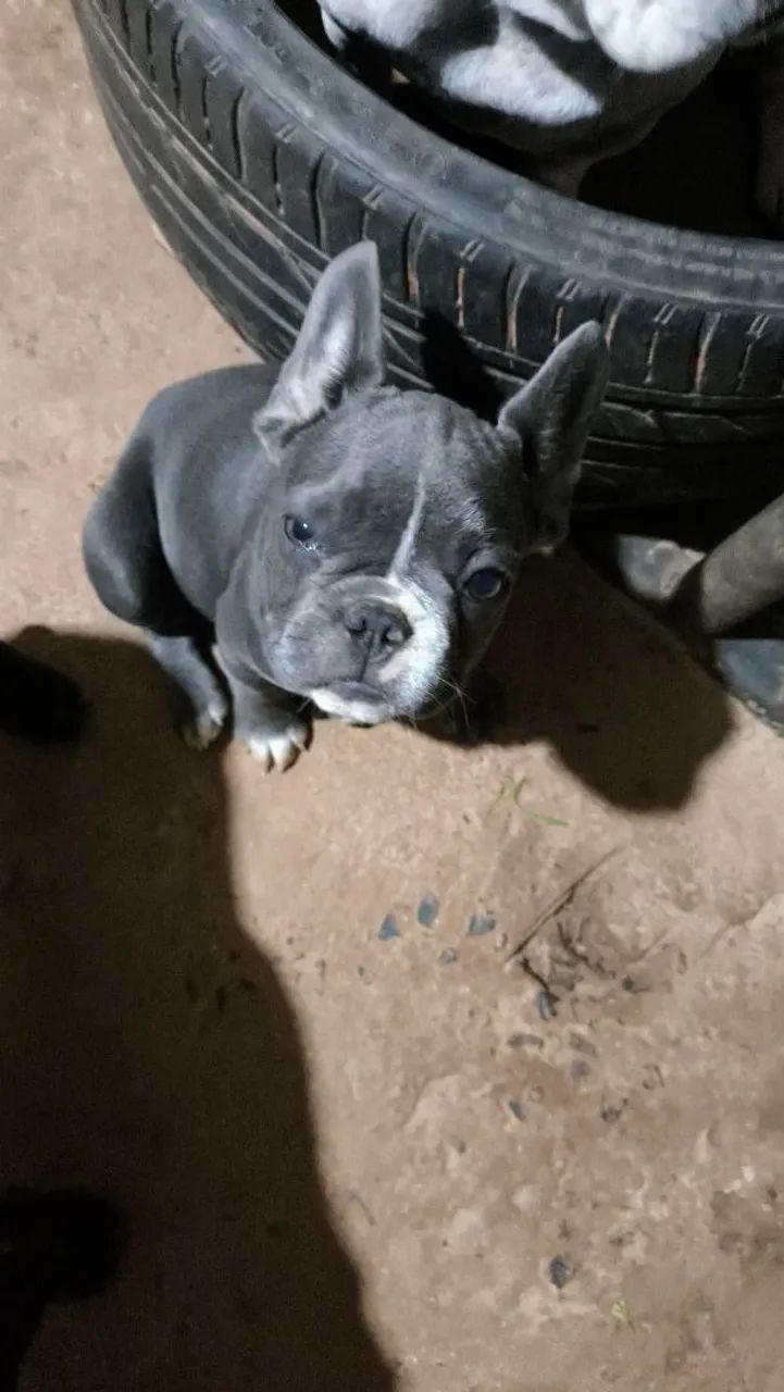 vendo buldogue francês  - Foto 2