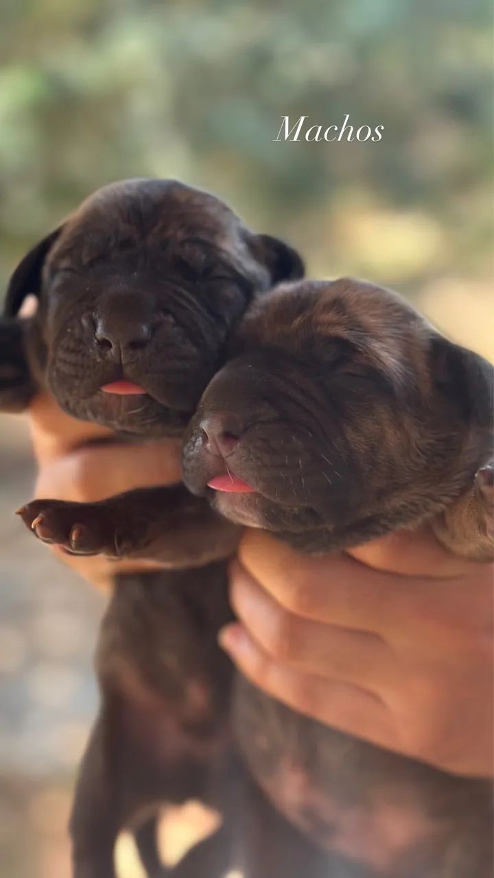 Fila Brasileiro  - Foto 4