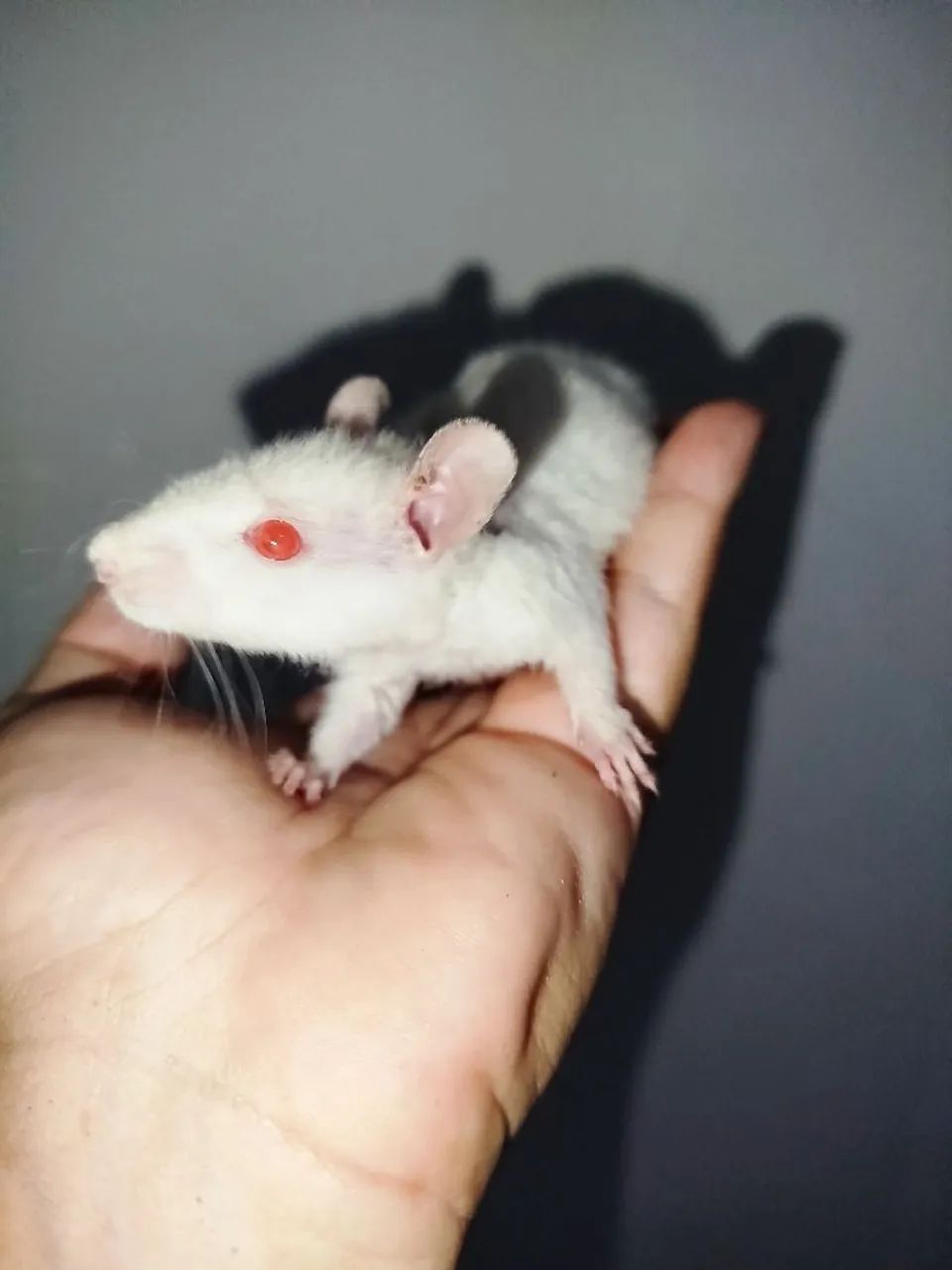 Rato Twister  - Foto 6