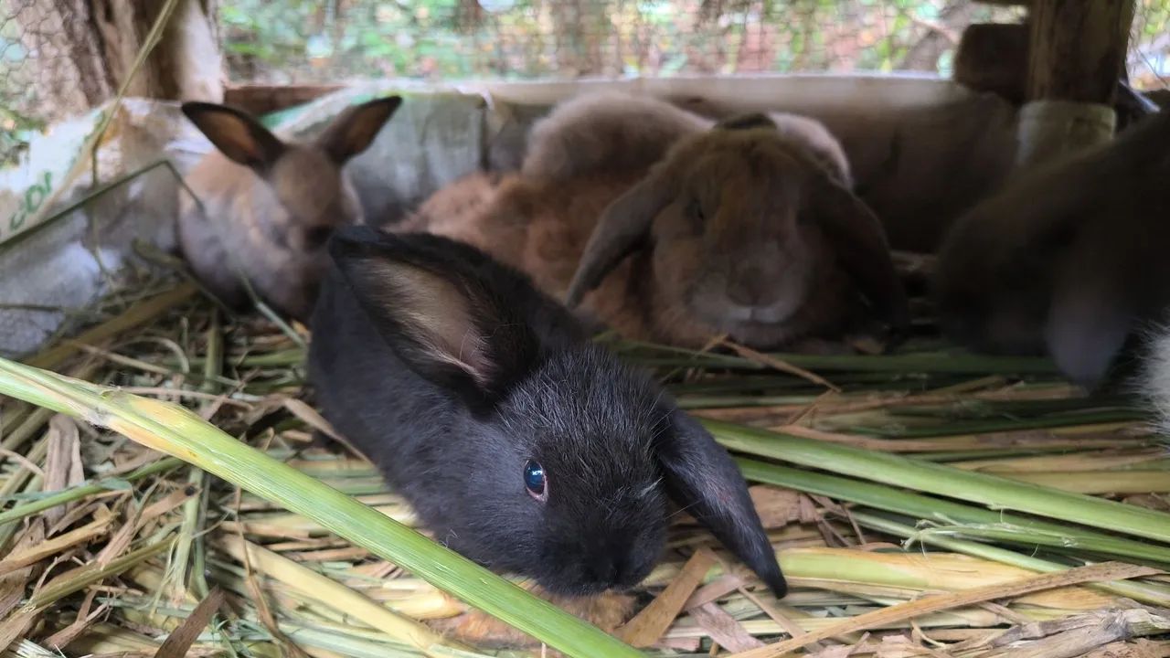 Coelhos mini lop  - Foto 5