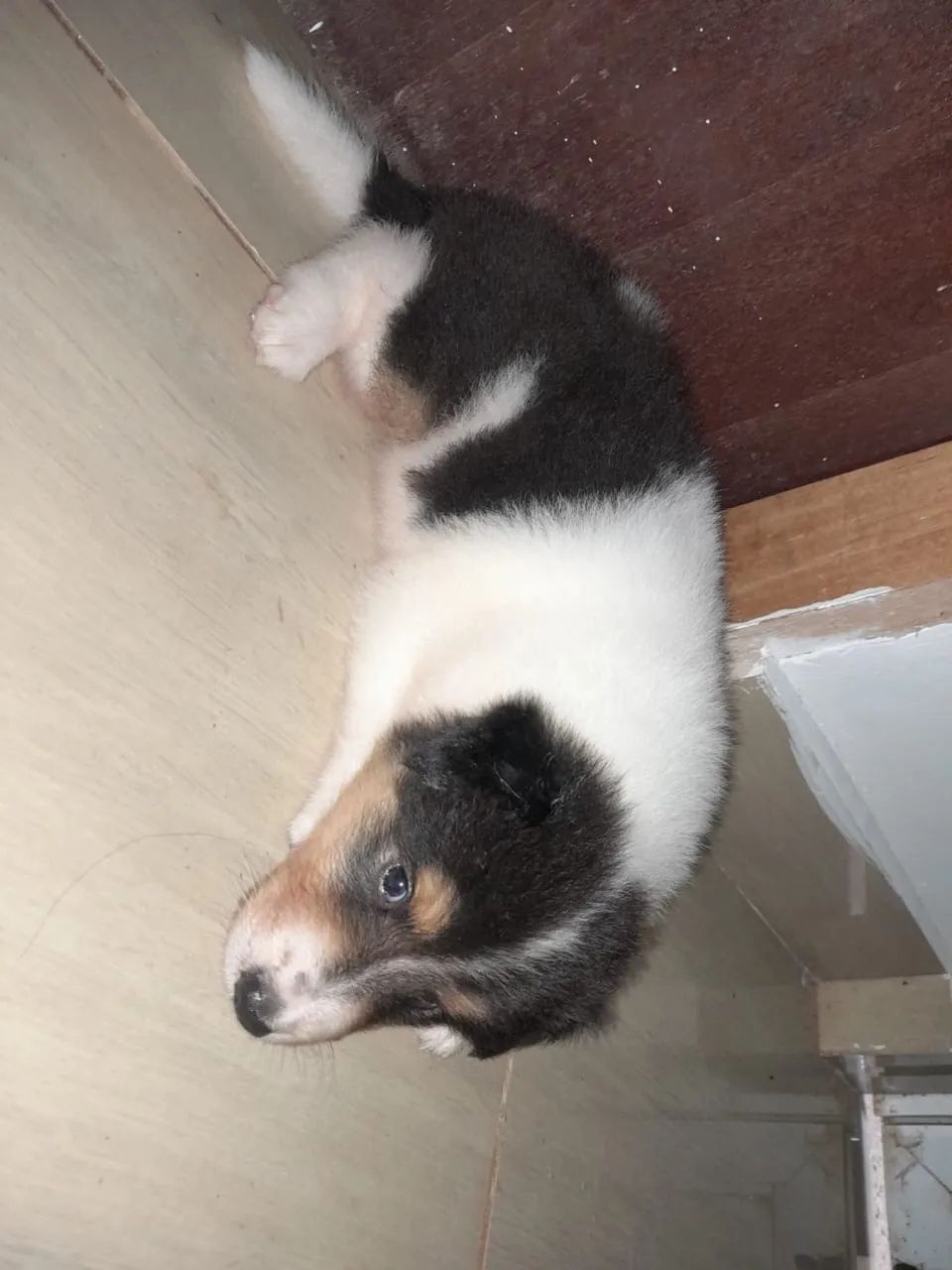 Filhote de Border collie