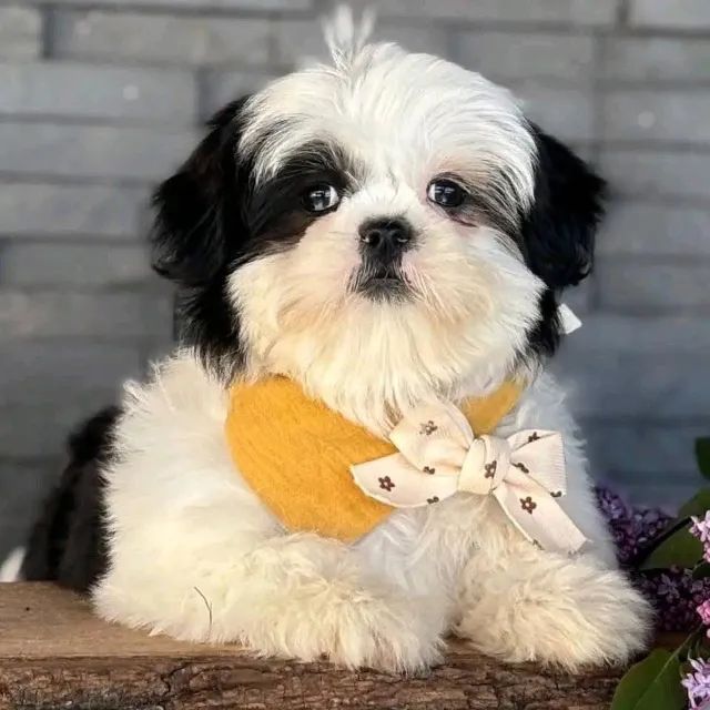Filhotes de Shih Tzu | Fofura que não tem limite!