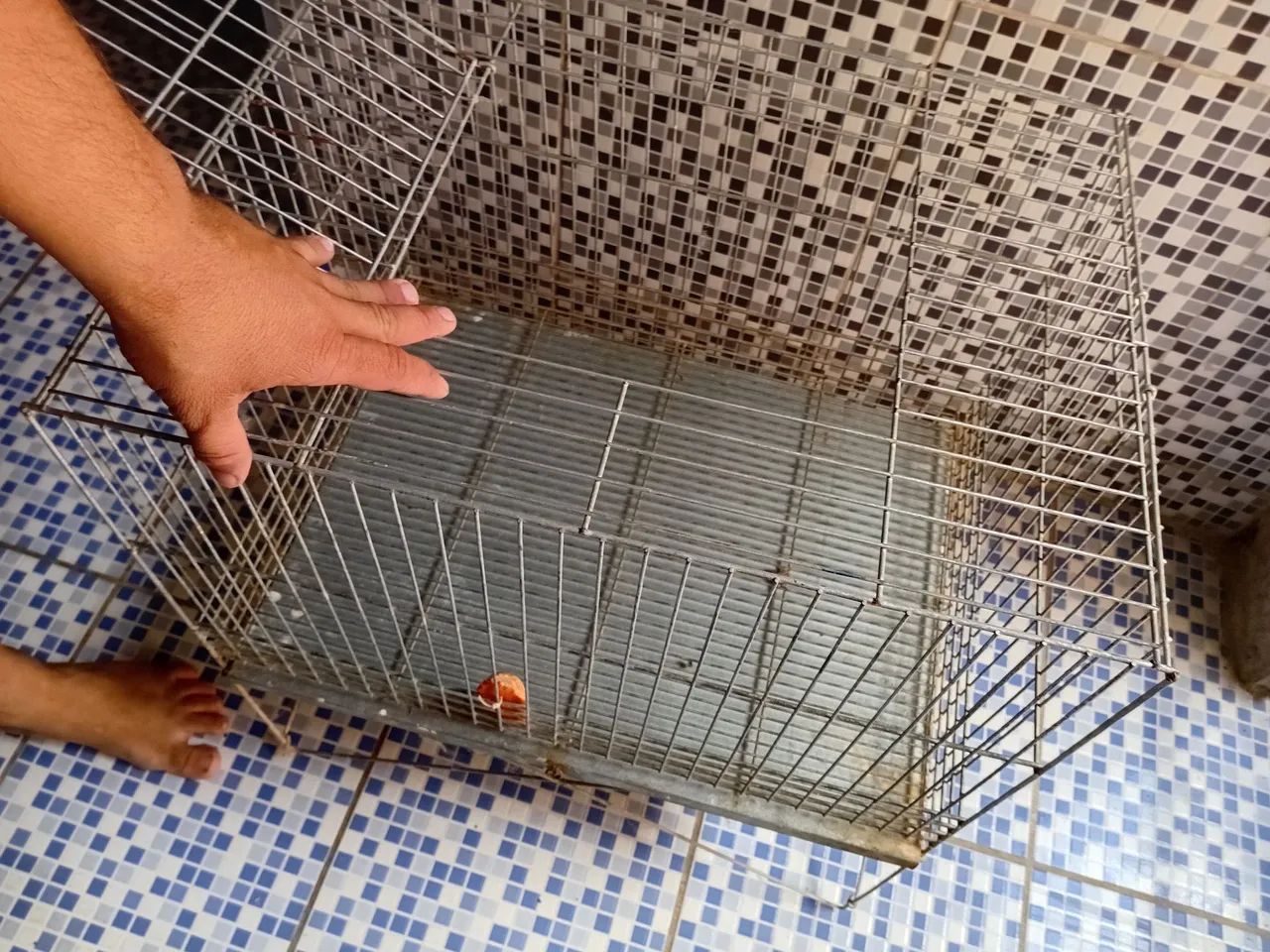 Gaiola coelho  - Foto 2