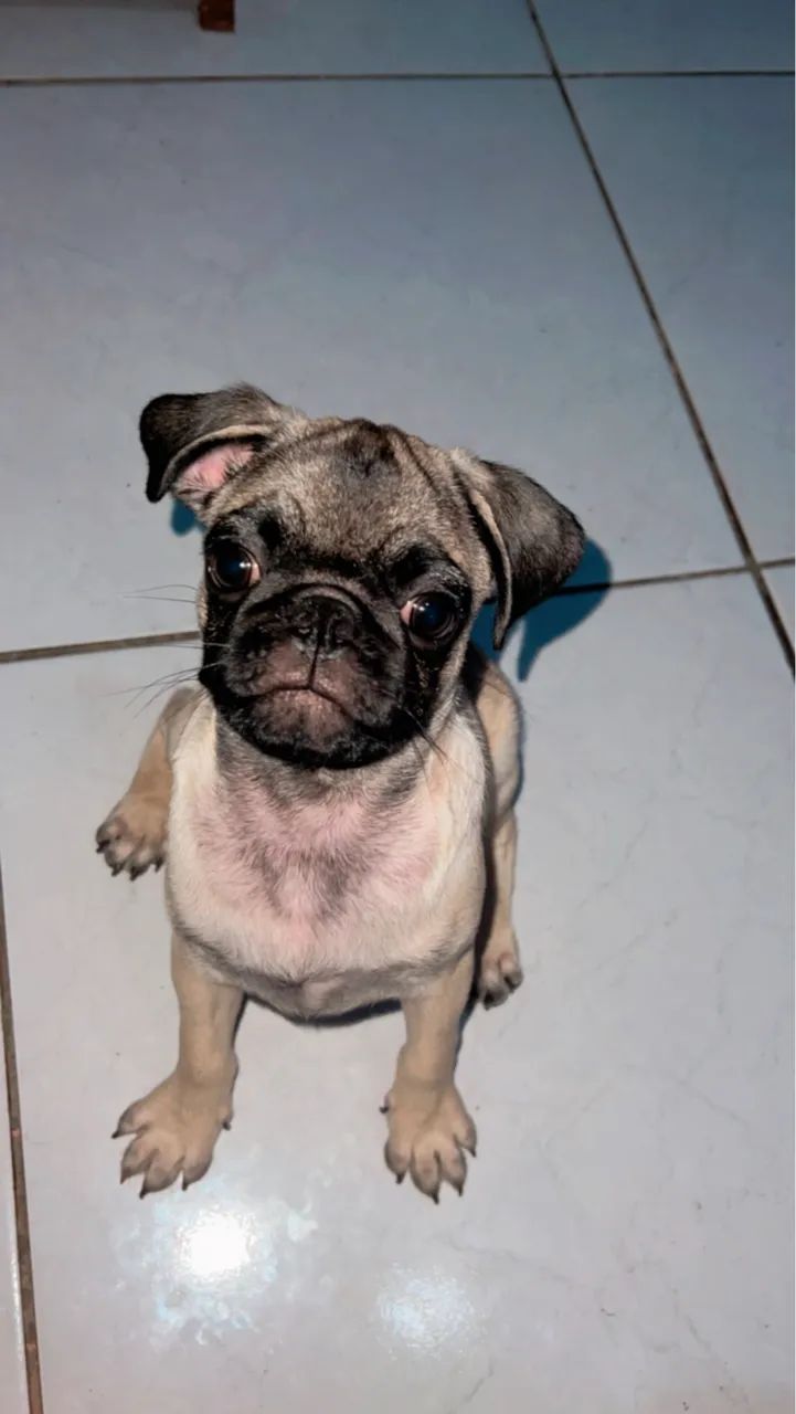 PUG 6 meses  - Foto 3