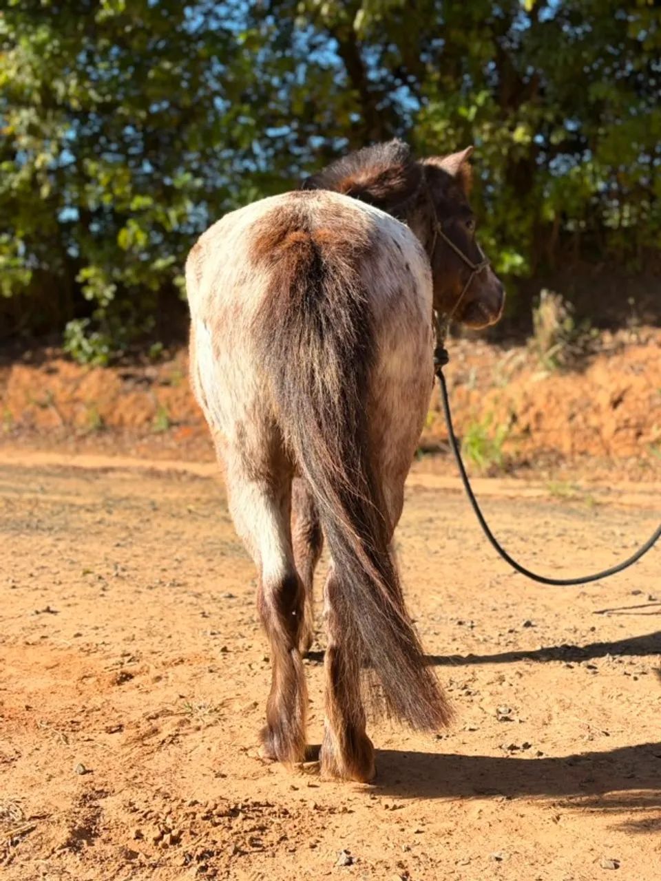 Pônei Macho Castrado  - Foto 2