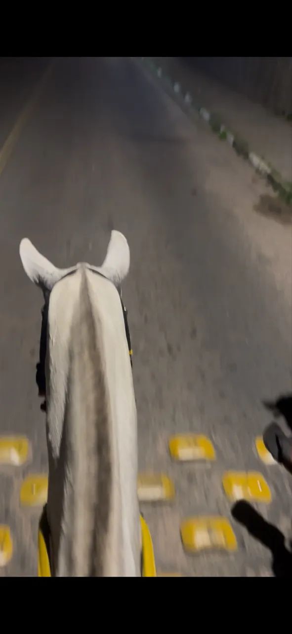 Égua com potra nos pés - Foto 5