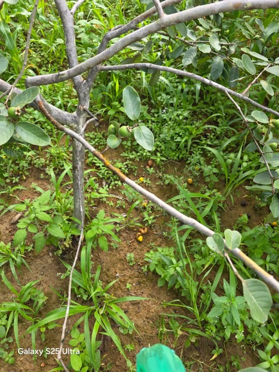 VENDE-SE CAIXAS DE MANDIOCA