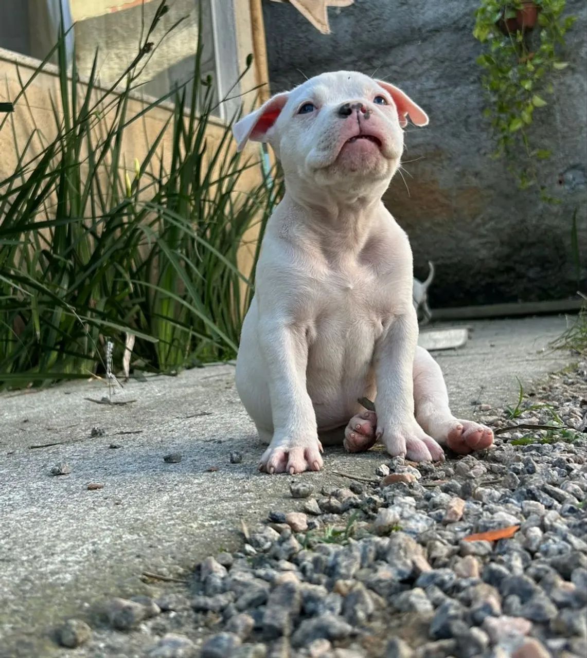 Americam bully pocket  - Foto 4