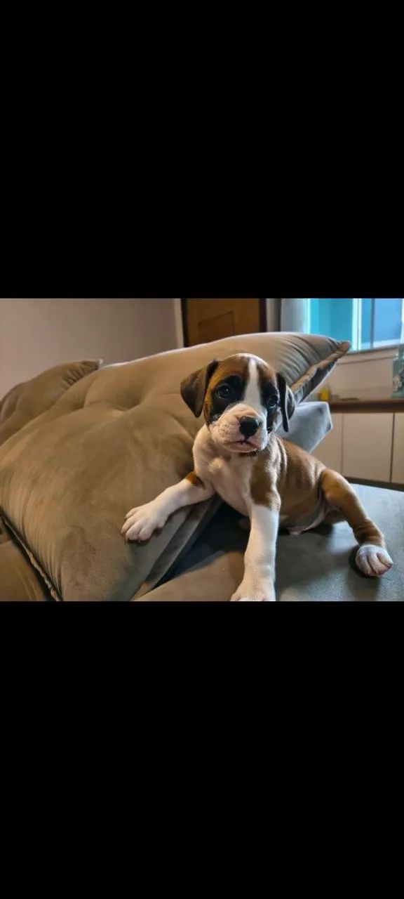 Filhotes de boxer