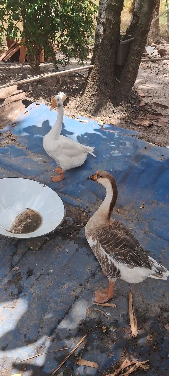 Aves - Foto 4