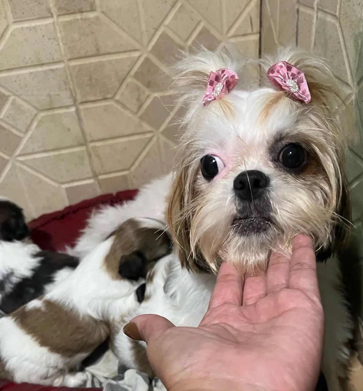 Bebê shitzu  - Foto 2