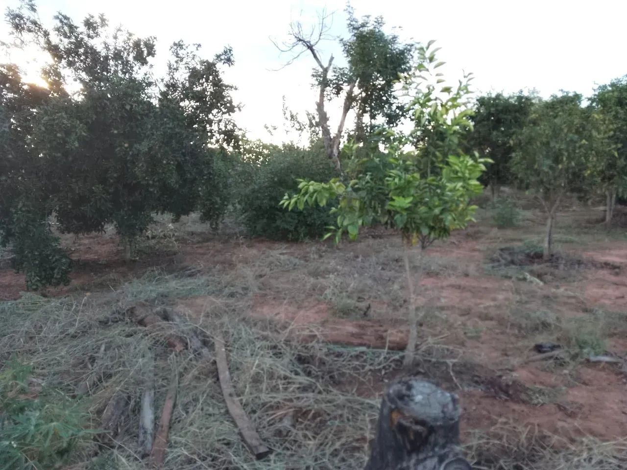 CÓD. 278 Chácara 7 ha | 30 km de Campo Grande - Foto 4