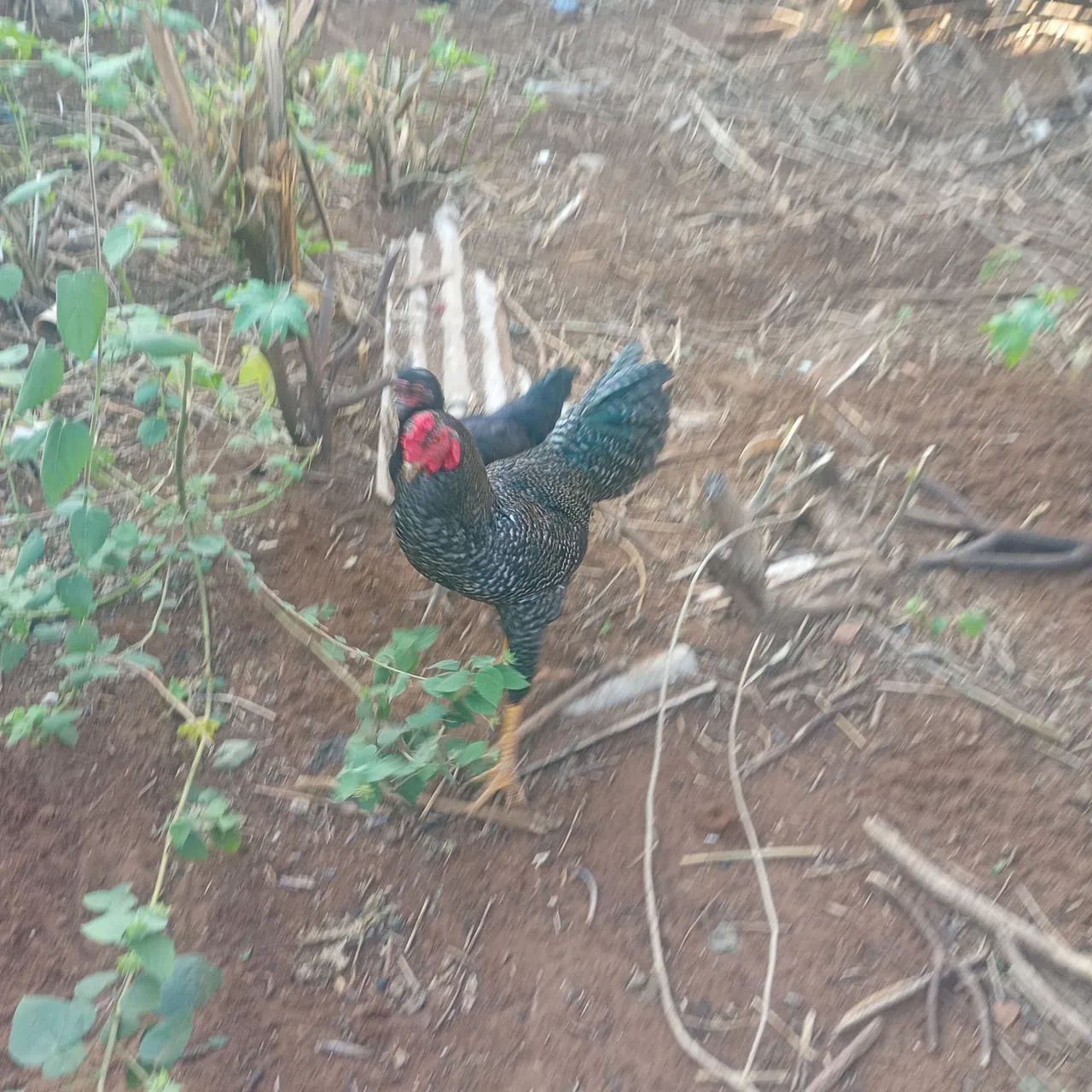 Vendo galo e galinha - Foto 2