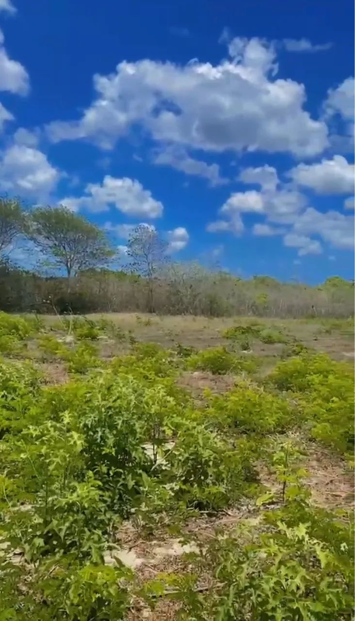 Terreno em Cemoaba  - Foto 3