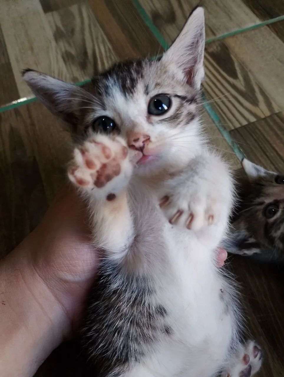 Doa-se gatinhos - Foto 2