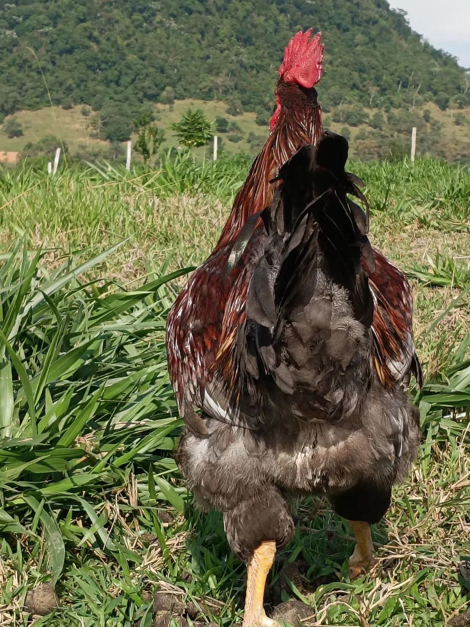 Frango GSB com ótima genética  - Foto 5