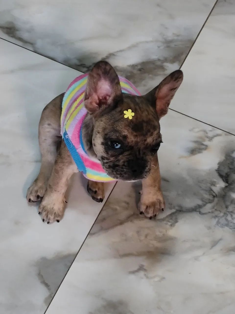 Cachorro  - Foto 3