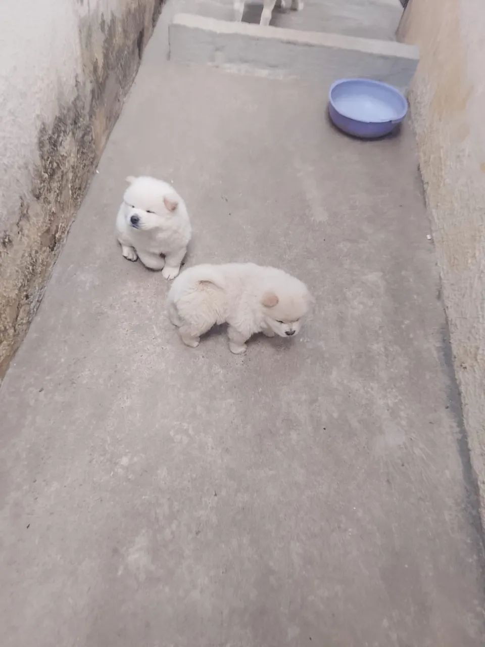 Cachorro 